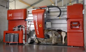 یک گاو داخل شیردوش مستقل.
