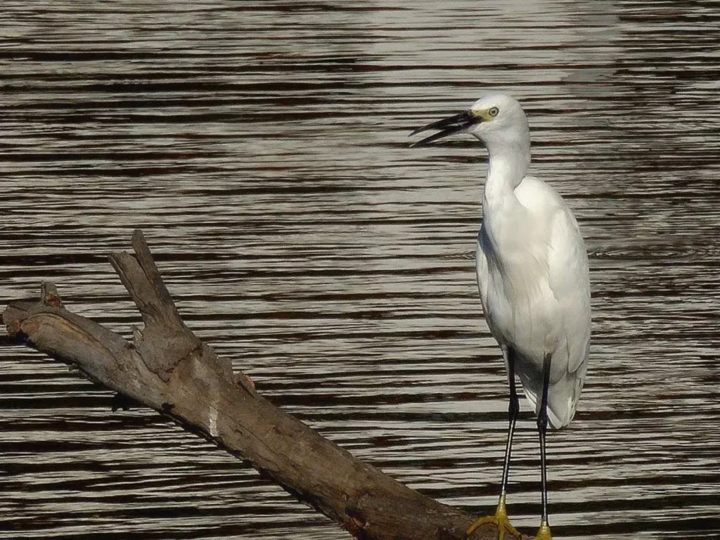 یک مرغ ماهیخوار کوچک در تایلند.