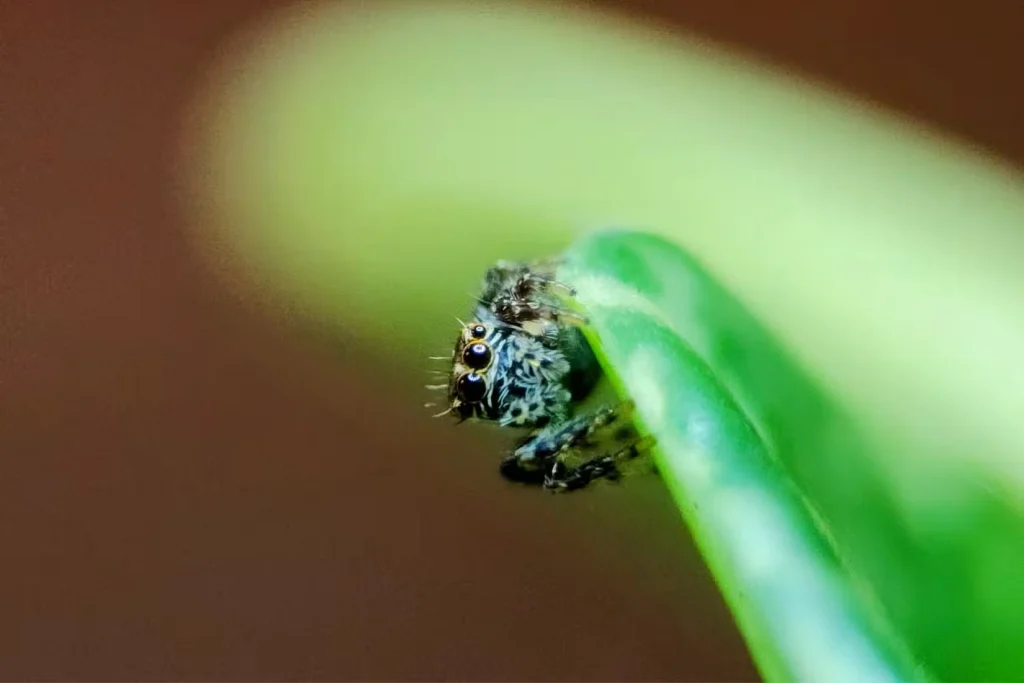 عکس ماکرو از یک عنکبوت جهنده که روی یک برگ نشسته است