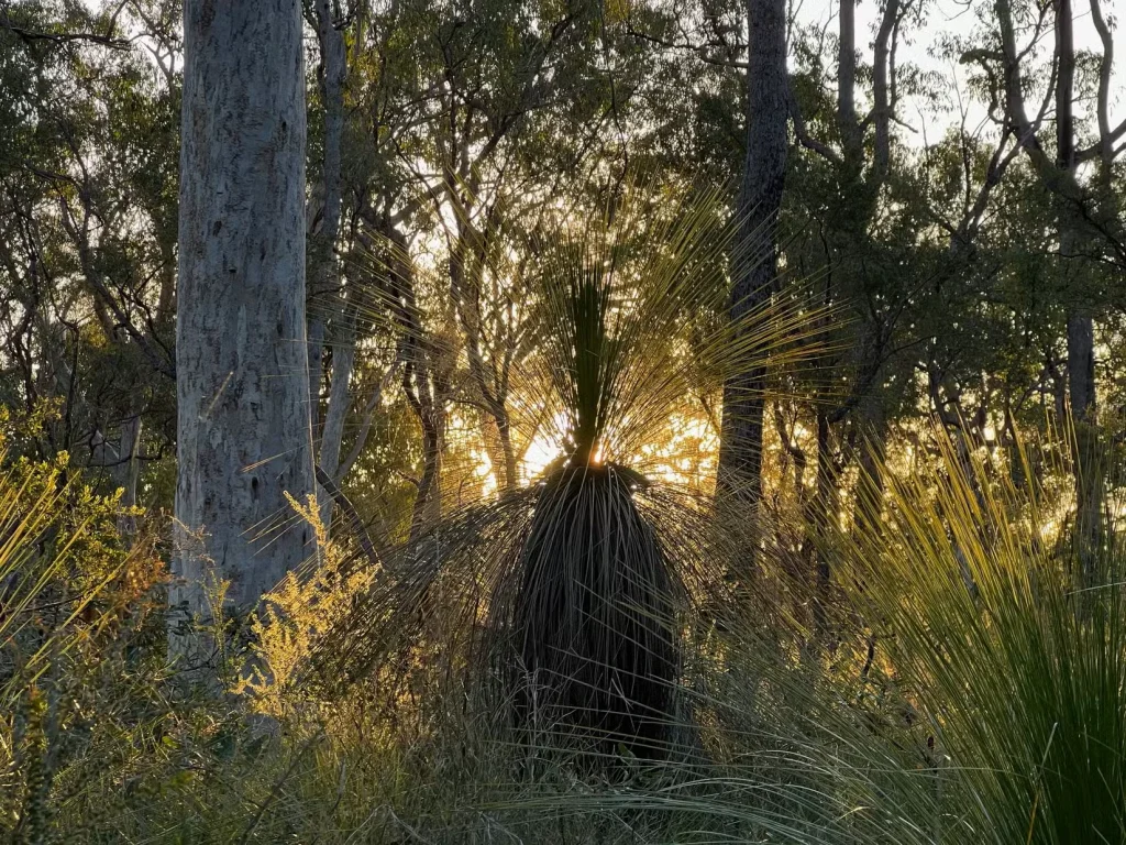 عکسی از یک درخت چمن استرالیایی با آیفون ۱۳ پرو.-۱