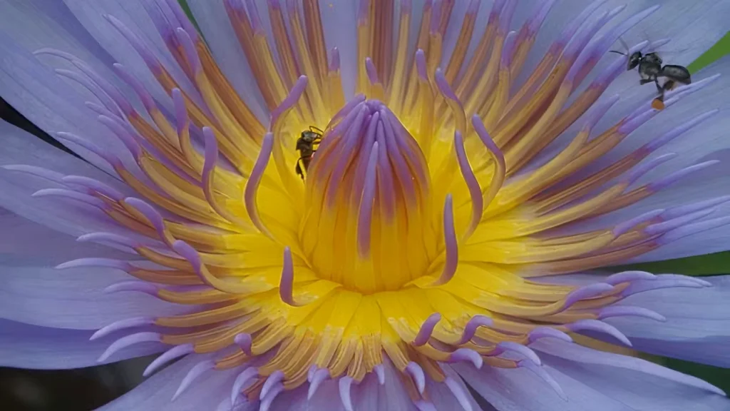 یک گل نیلوفر آبی در تایلند.